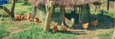 命をいただくこと