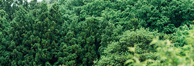 森のサステナビリティ①