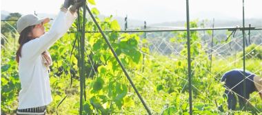 無肥料・無農薬の自然農法2