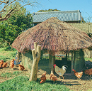 命をいただくこと