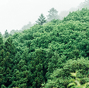 森のサステナビリティ①