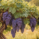 果樹と森づくり